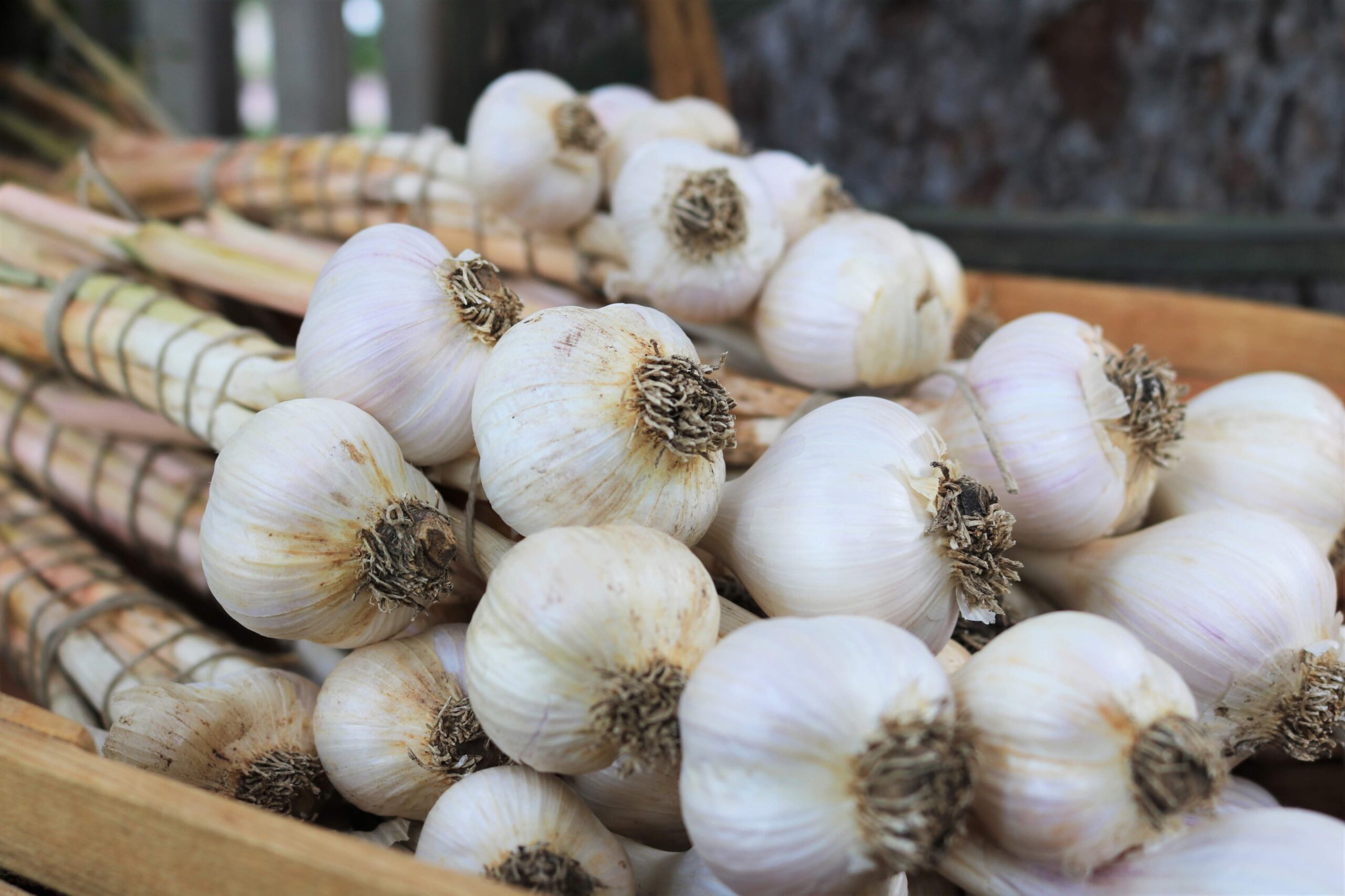how to grow garlic